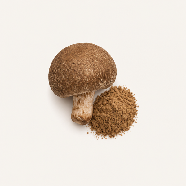Extracto de Agaricus (Agaricus blazei Murr.) Orgánico 40% polisacáridos, 30% beta-glucanos