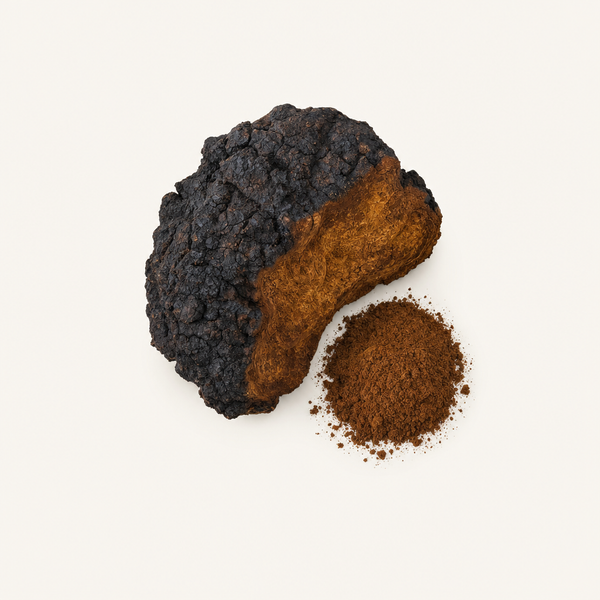 Extracto de Champiñón Chaga 40% Polisacáridos, 30% Beta Glucanos