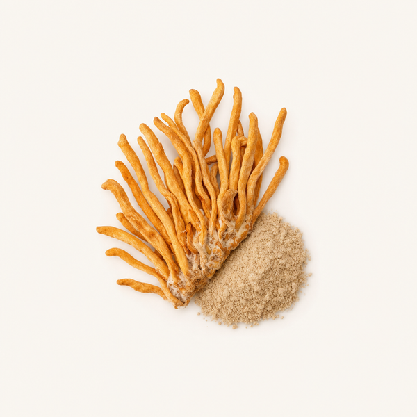 Extracto de Micelio de Cordyceps CS-4 (40% polisacáridos)