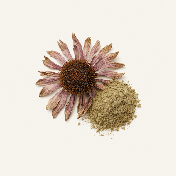 Extracto de Hierba de Echinacea purpurea 4% Polifenoles