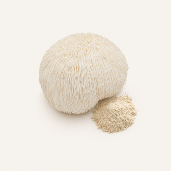 Extracto de Melena de León (Hericium erinaceus) Orgánico 20% polisacáridos, 2% hericenonas