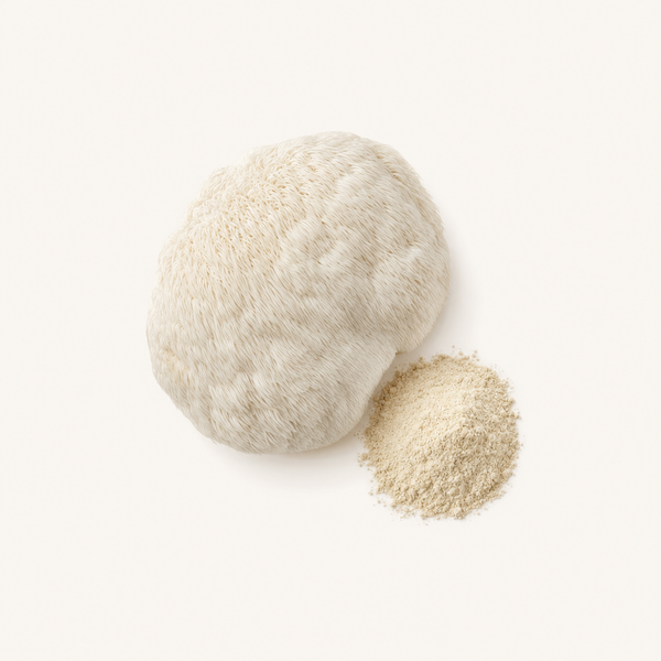 Extracto orgánico del cuerpo fructífero de melena de león (Hericium erinaceus)
