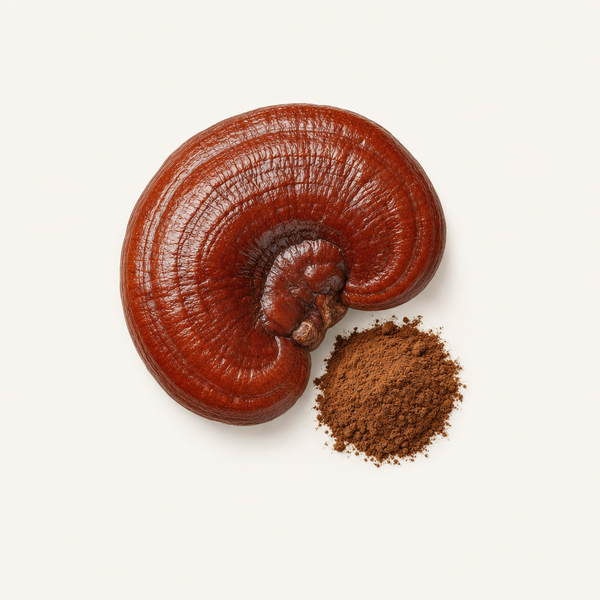 Extracto de Reishi (Ganoderma lucidum) 40% polisacáridos