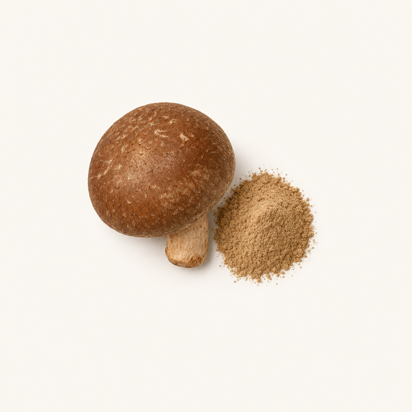 Extracto de Champiñón Shiitake (Lentinus edodes) 40% polisacáridos, 30% beta-glucanos