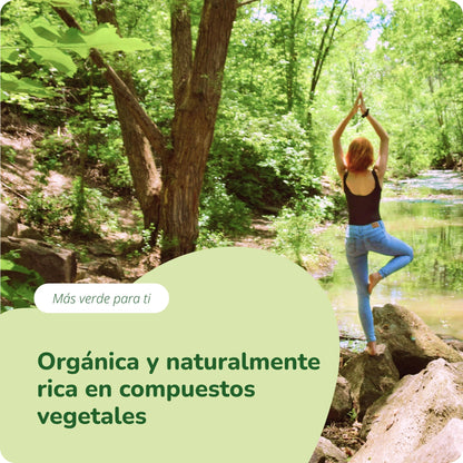 Moringa Oleifera Cápsulas Orgánico