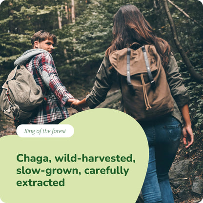 Chaga Extracto Cápsulas Orgánico