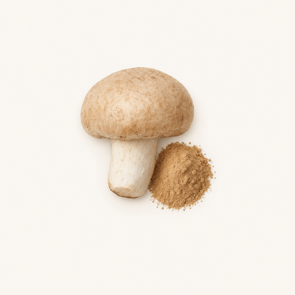 Extracto de Agaricus Blazei (Agaricus blazei Murr.) 40% polisacáridos, 30% beta-glucanos