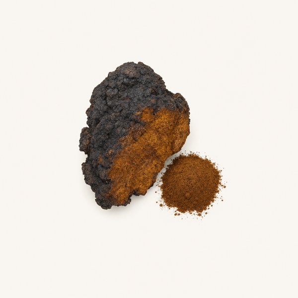 Extracto de Chaga (Inonotus obliquus) Orgánico 40% polisacáridos, 30% beta-glucanos
