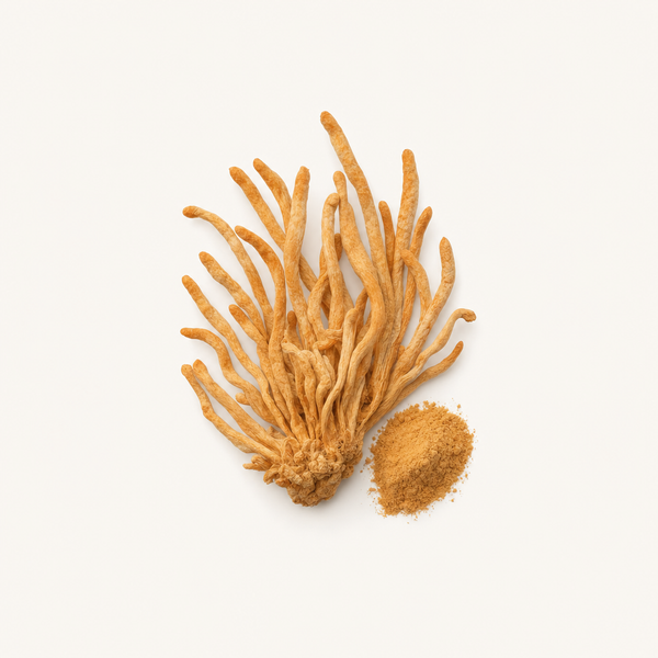 Extracto de Cordyceps Sinensis Orgánico 40% polisacáridos, 0.5% adenosina
