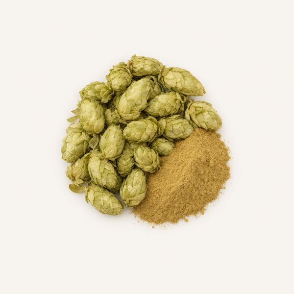 Extracto de flor de lúpulo (Humulus lupulus) 2% flavonas
