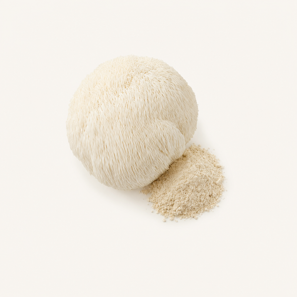 Extracto de Melena de León (Hericium erinaceus) 20% polisacáridos, 2% hericenonas