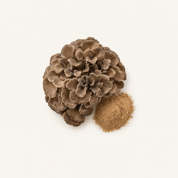 Extracto de Maitake (Grifola frondosa) Orgánico 50% polisacáridos