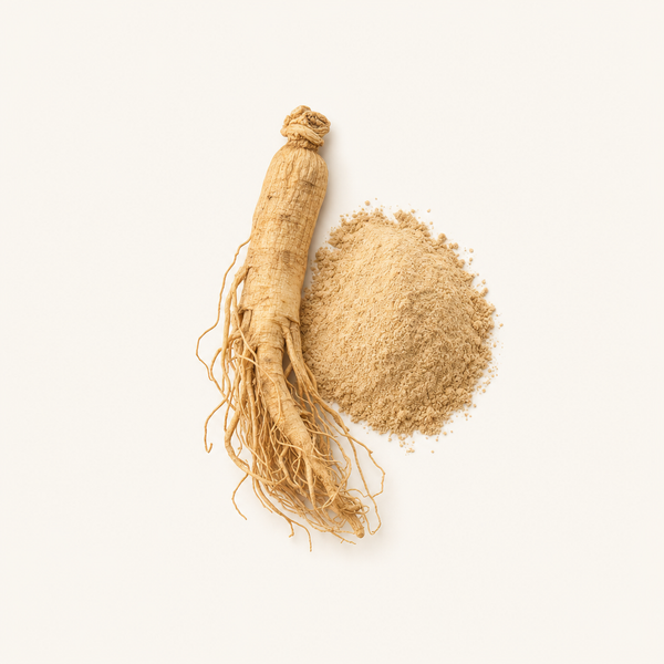 Extracto de raíz de Panax Ginseng 10% Ginsenósidos
