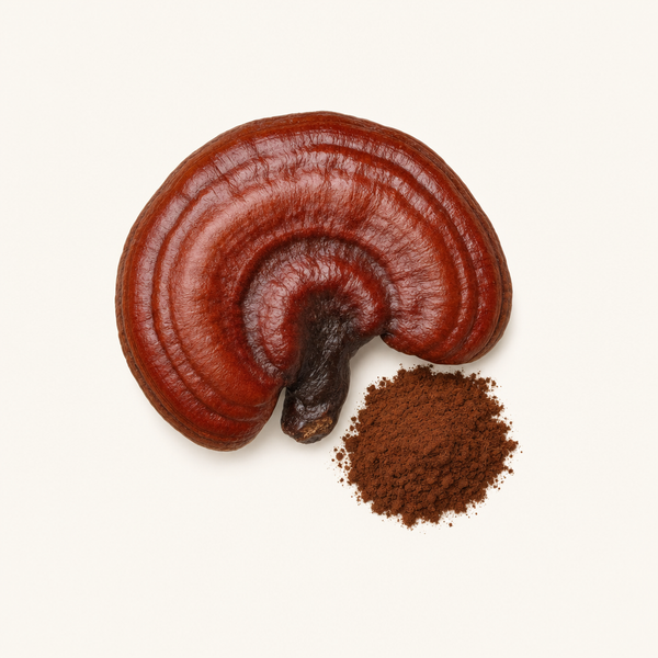 Extracto de Reishi (Ganoderma lucidum) Orgánico 30% beta-glucanos, 40% polisacáridos