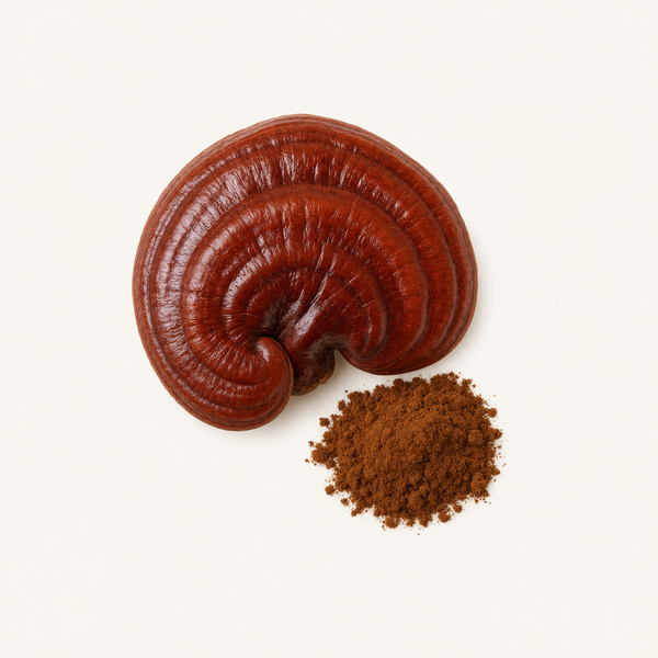 Extracto del cuerpo fructífero de Reishi