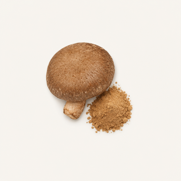 Extracto de Shiitake (Lentinus edodes) Extracto Orgánico 30% beta-glucanos, 40% polisacáridos